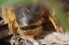 Andrena sp.